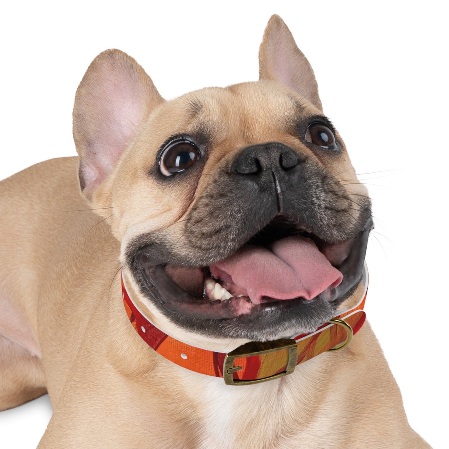 Autumn Leaves Pet Collar